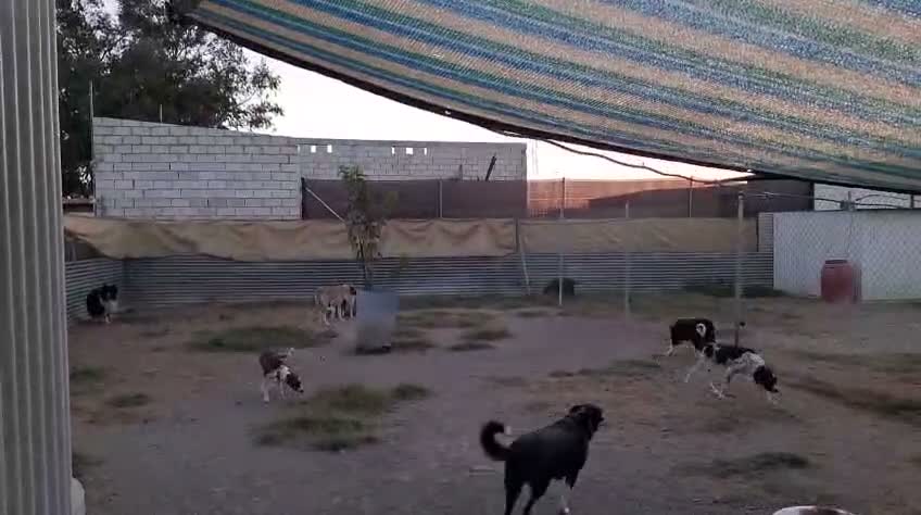 Mixed Breed dogs for adoption: 🆘 Urgent Puppy - Adorable Vega 🐾🐶 - Video 4