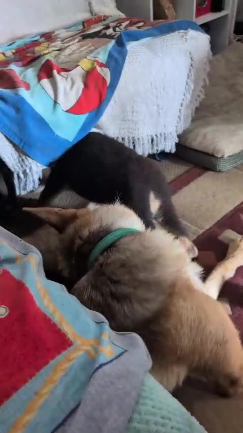 German Shepherd dogs for sale: KC Registered/health tested German Shepherd Puppy - Video 3