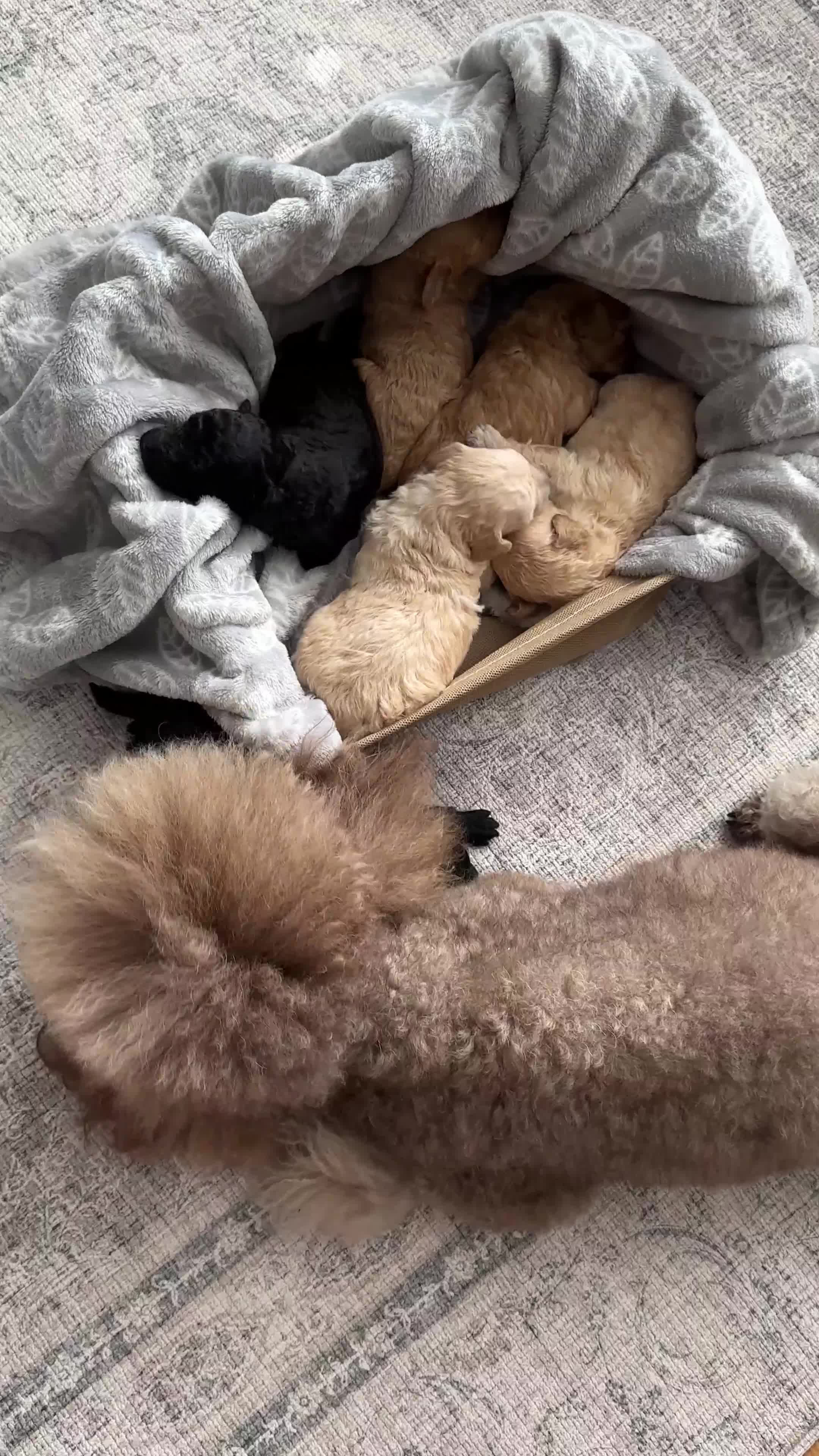 Toy Poodle dogs for sale: Toy poodles (5 girls and 2 boys) - Video 3