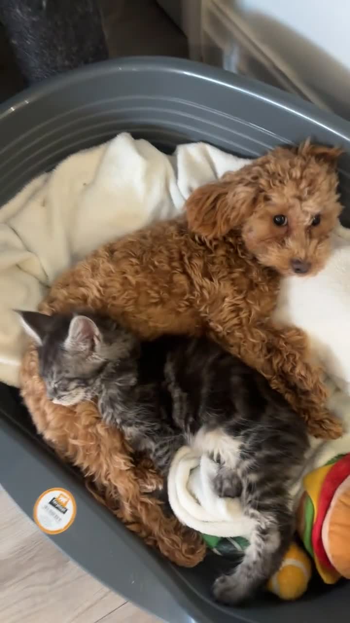 Maine Coon cats for sale:  TICA Maine Coon Kittens Ready for  **  🎁  - Video 1