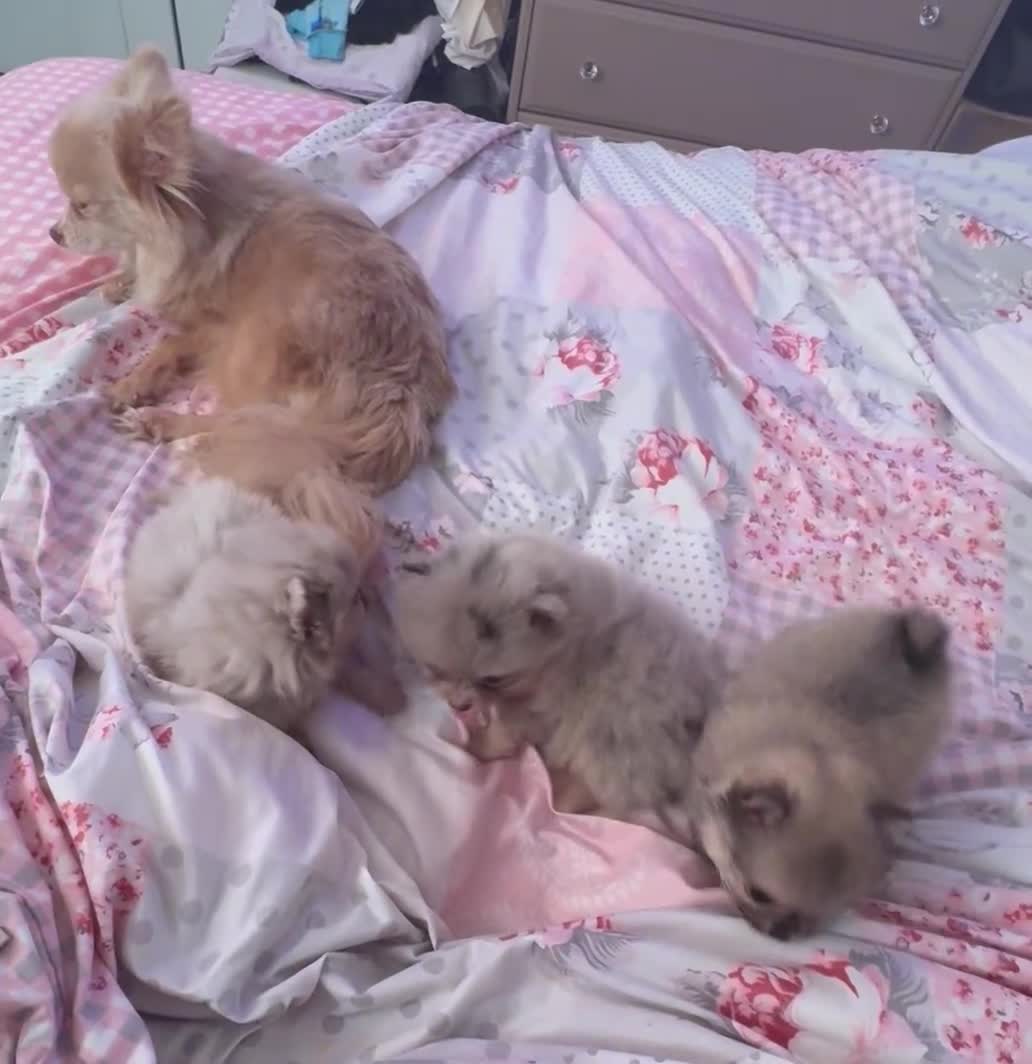 Pomchi dogs for sale: 3/4pom1/4chi PUPS now REDUCED ready in two weeks  - Video 2