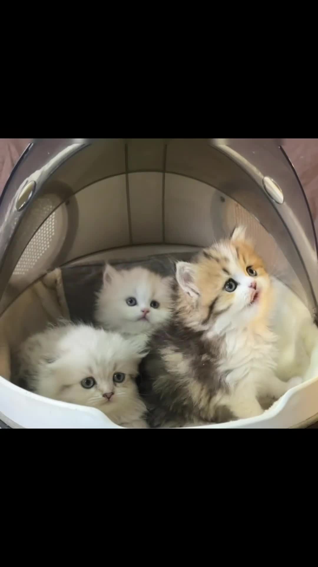Munchkin cats for sale: TICA registered munchkin kittens  - Video 3
