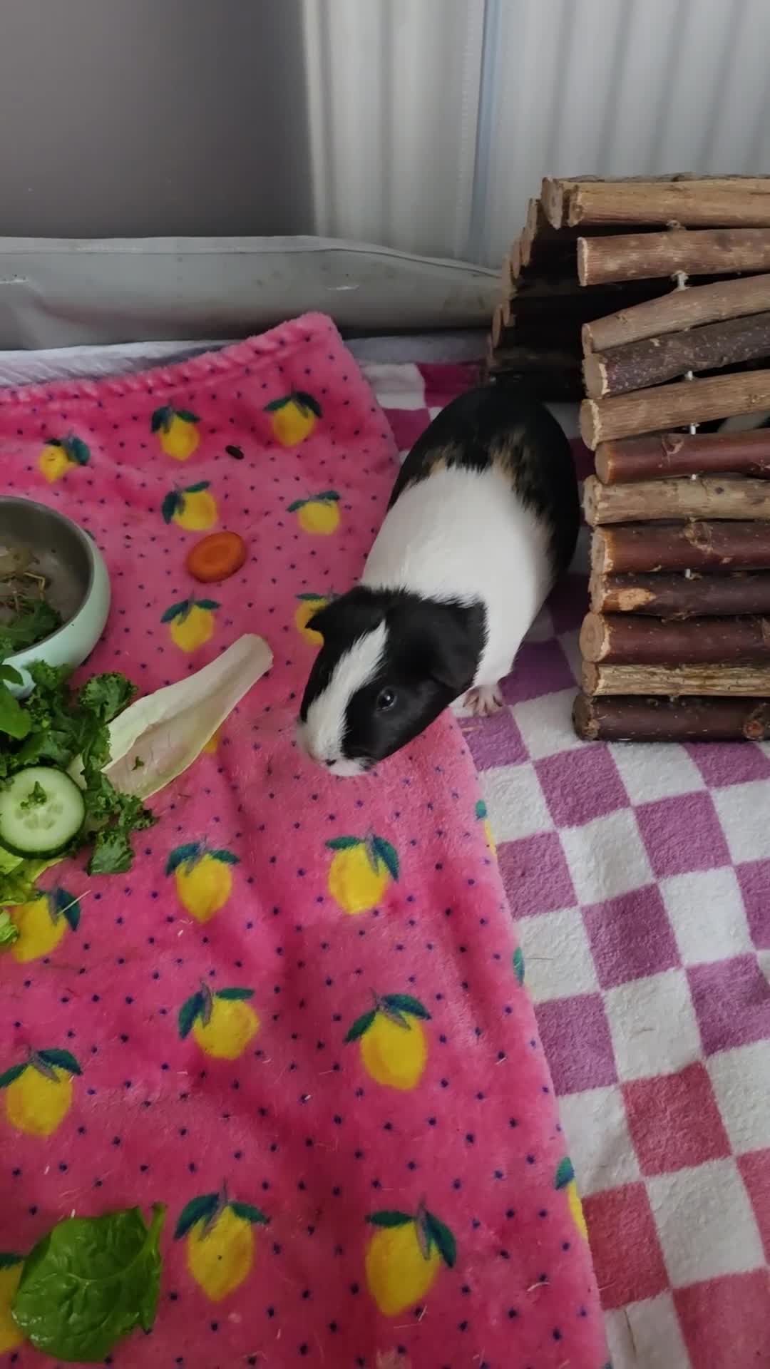 Guinea Pig rodents for sale: Two guinea pigs (female) - Video 1