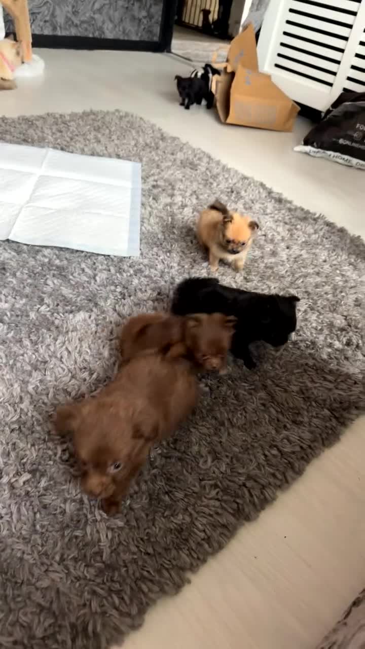 Pomeranian dogs for sale: LAST POMERANIAN GIRL🎀 - Video 2