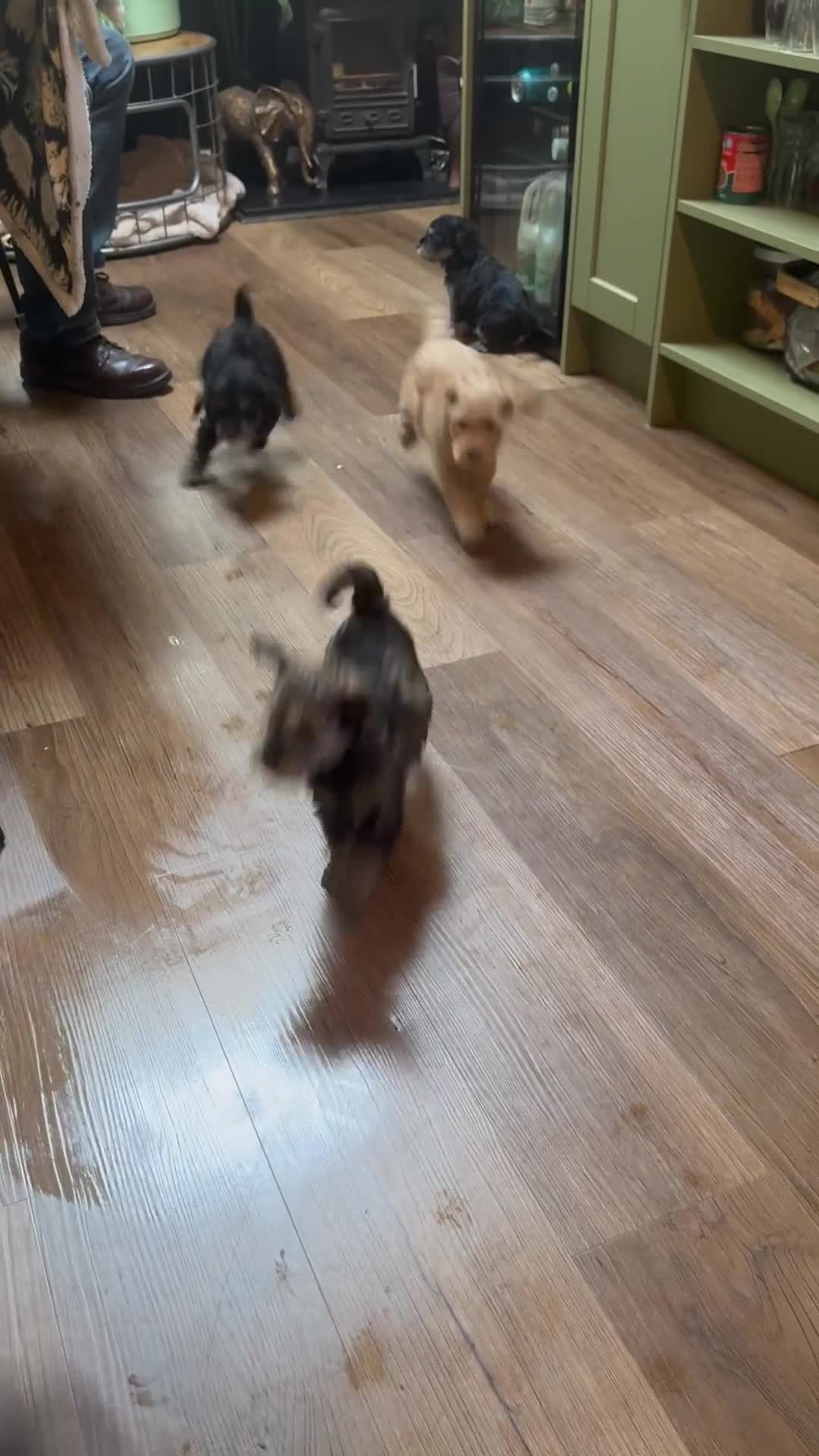 Schnoodle dogs for sale: Miniature Schoodle puppies - Video 2