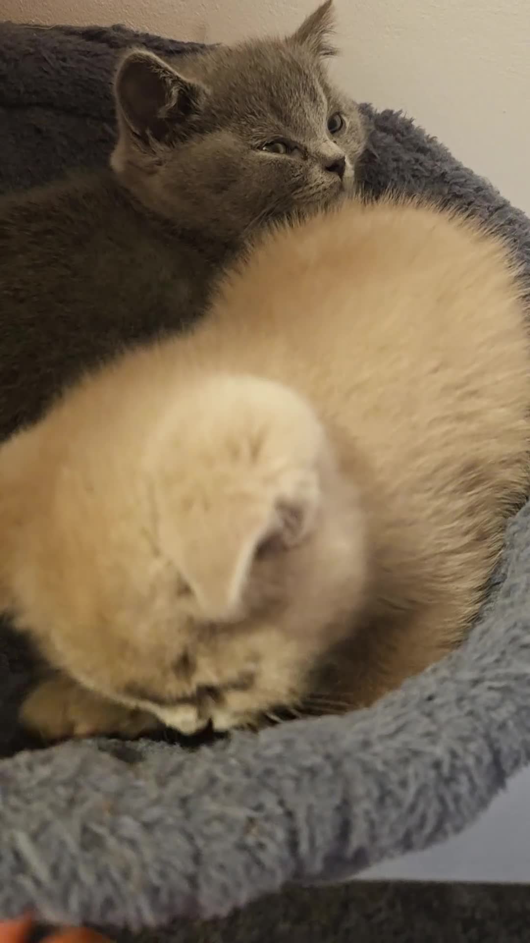 British Shorthair cats for sale: British shorthair kittens active - Video 3