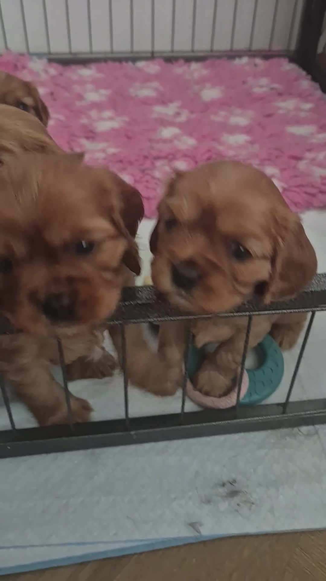 Cavalier King Charles Spaniel dogs for sale: KC REG. CAVALIER KING CHARLES PUPPIES  - Video 1