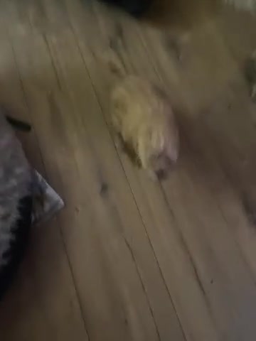 Poochon dogs for sale: 5 beautiful. Poochon puppies  - Video 2