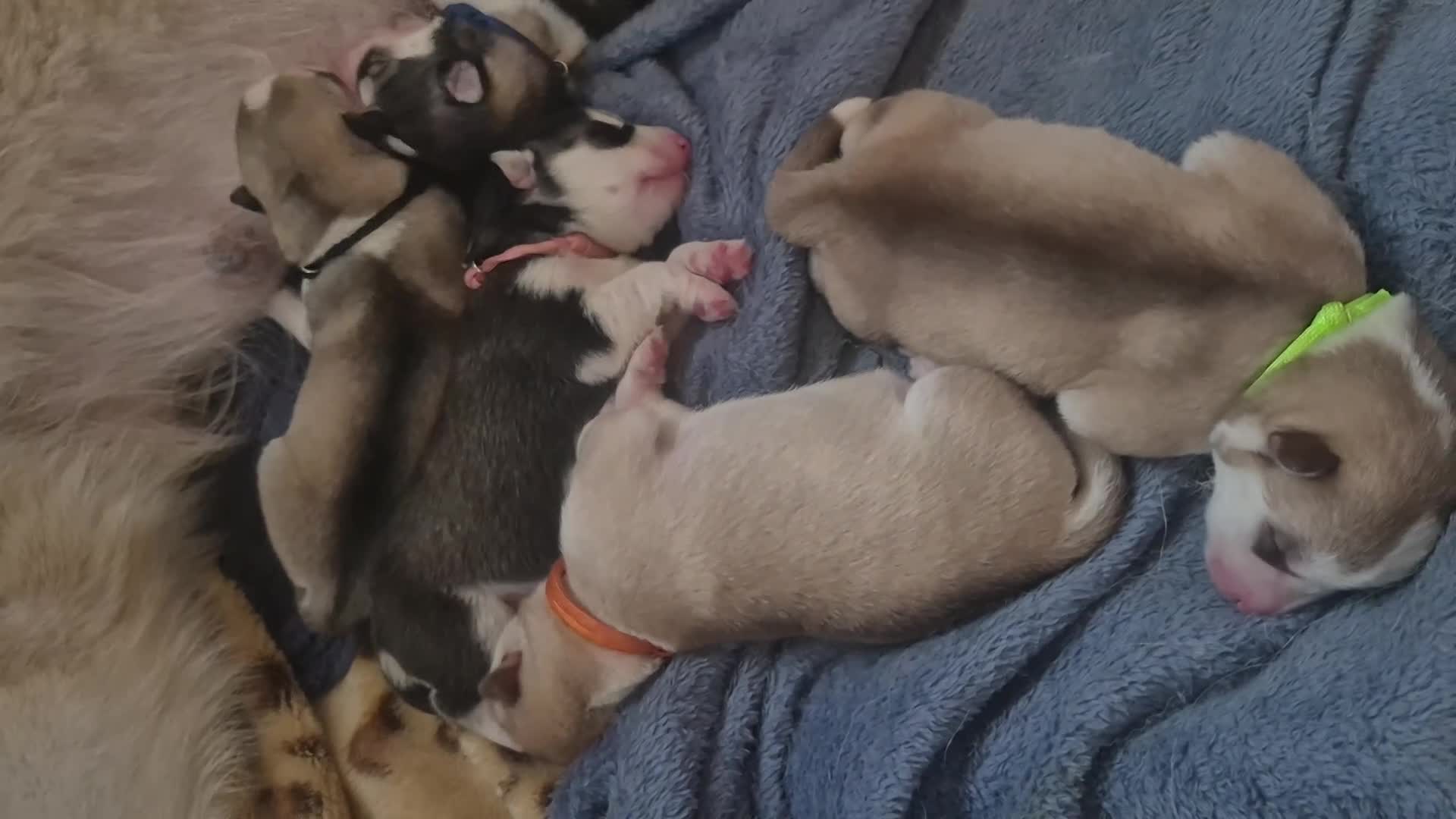 Alaskan Malamute dogs for sale: Beautiful husky malmute puppies - Video 2