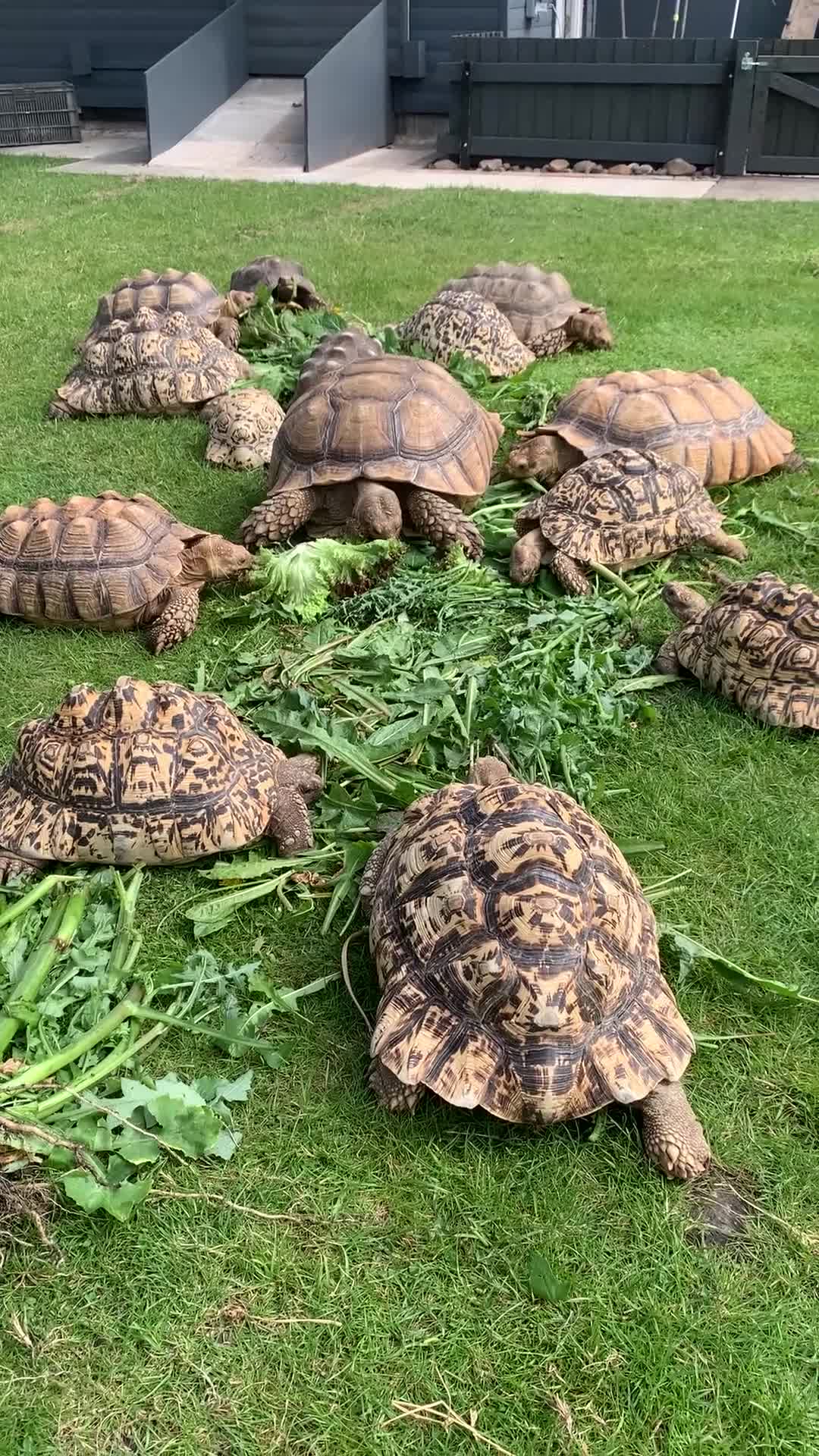 Tortoise reptiles for sale: Home For Unwanted Tortoises - Video 1