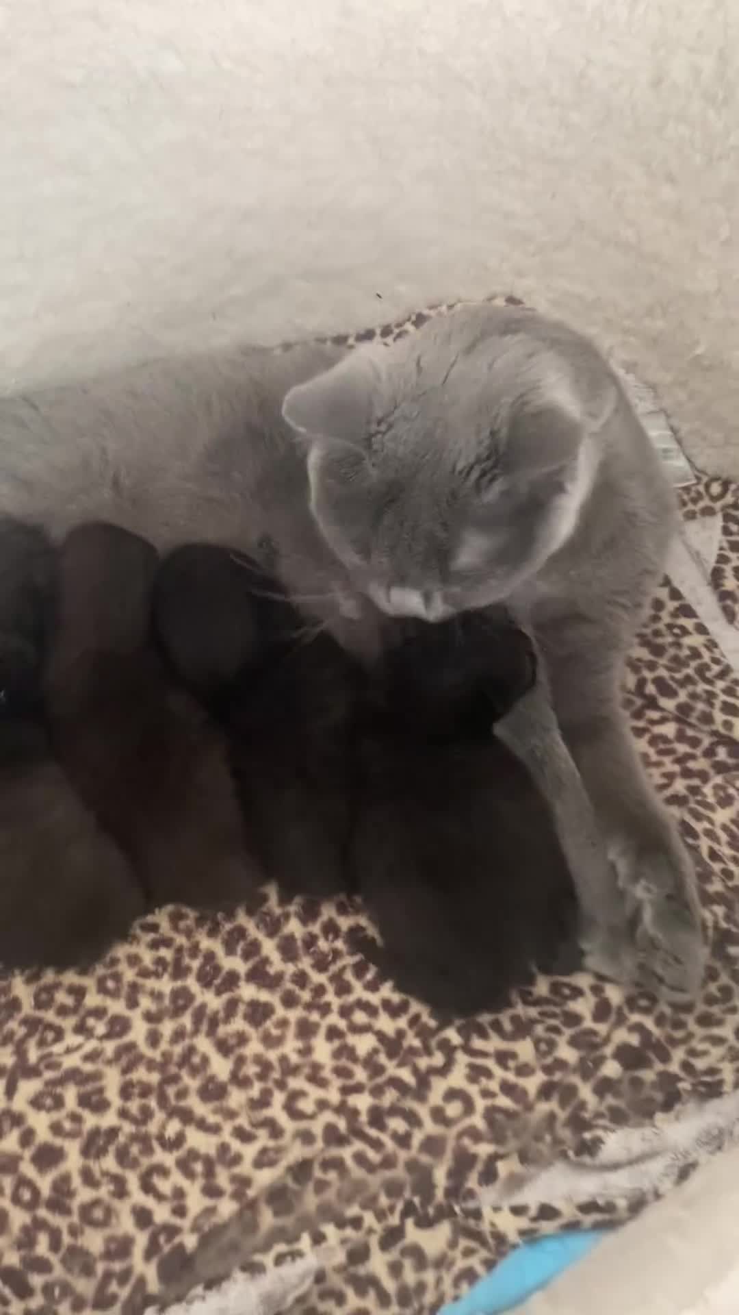 British Shorthair cats for sale: Beautiful British Short Hair Kittens in Coventry - Video 1