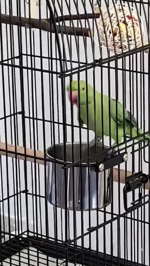 Ringnecks birds for sale: Indian ringneck parrot with full setup  - Video 1