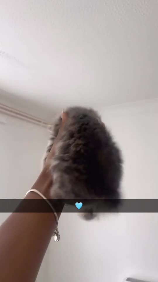 Mixed Breed cats for sale: Our Adorable Mixed-Breed Kittens - Ready June 3rd! - Video 2