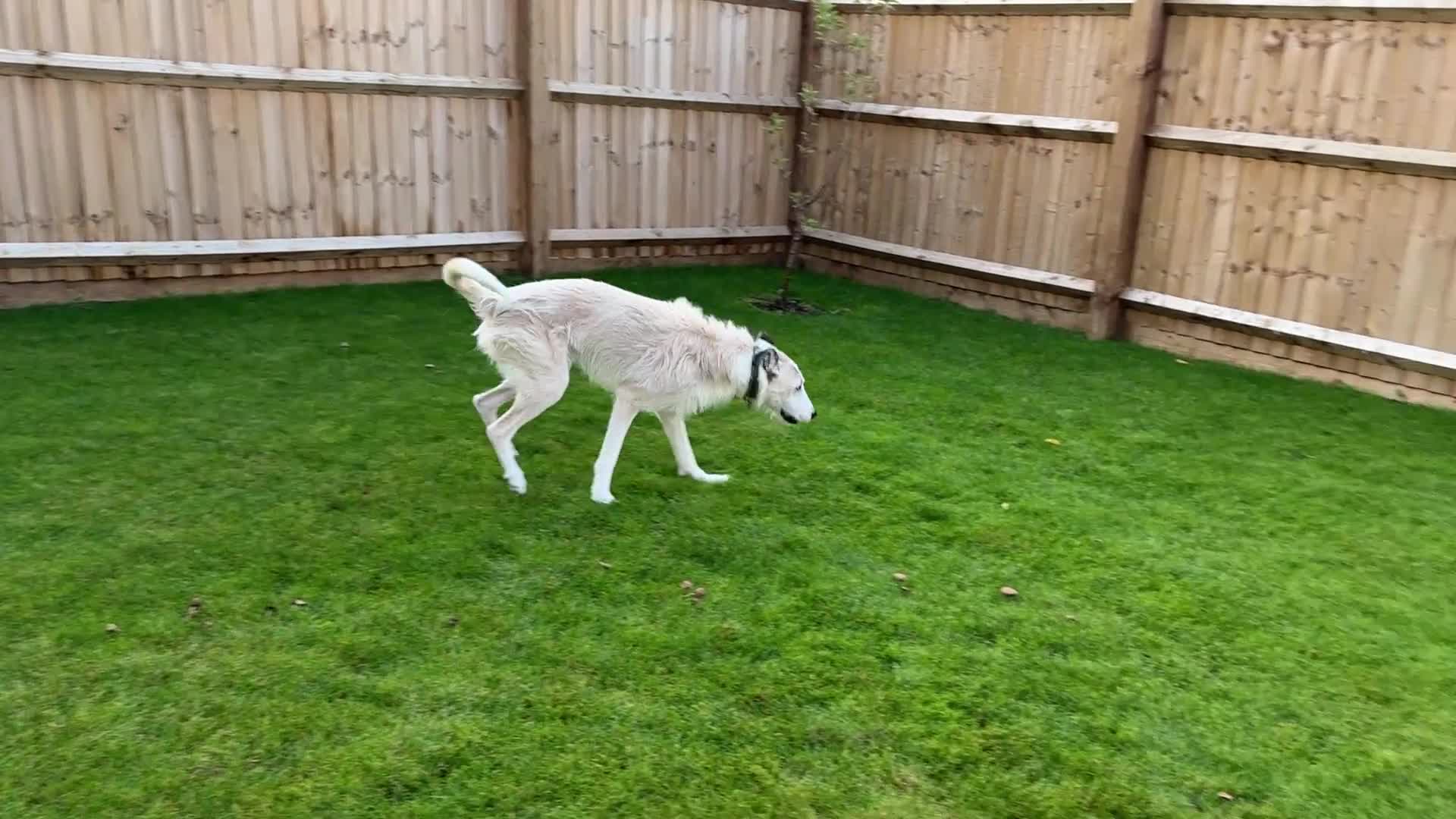 Lurcher dogs for sale: 7-8 year old Lurcher, My best friend.  - Video 1