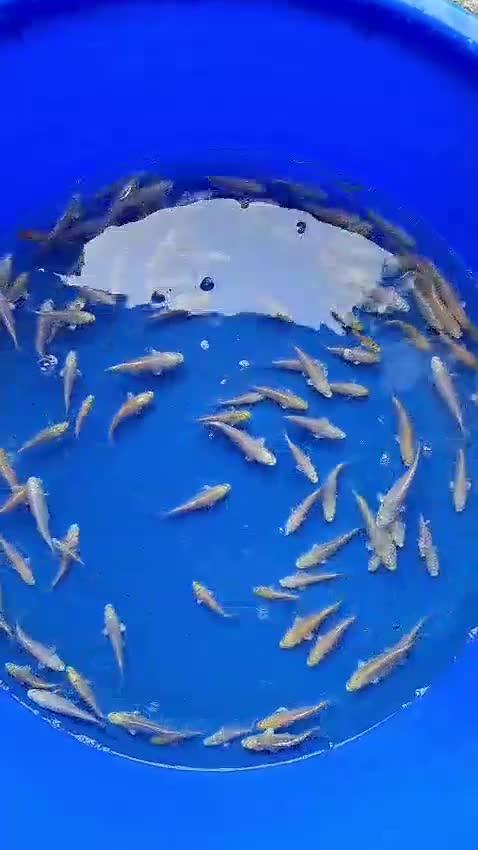 Koi Carp fish for sale: Koi for sale - Video 1