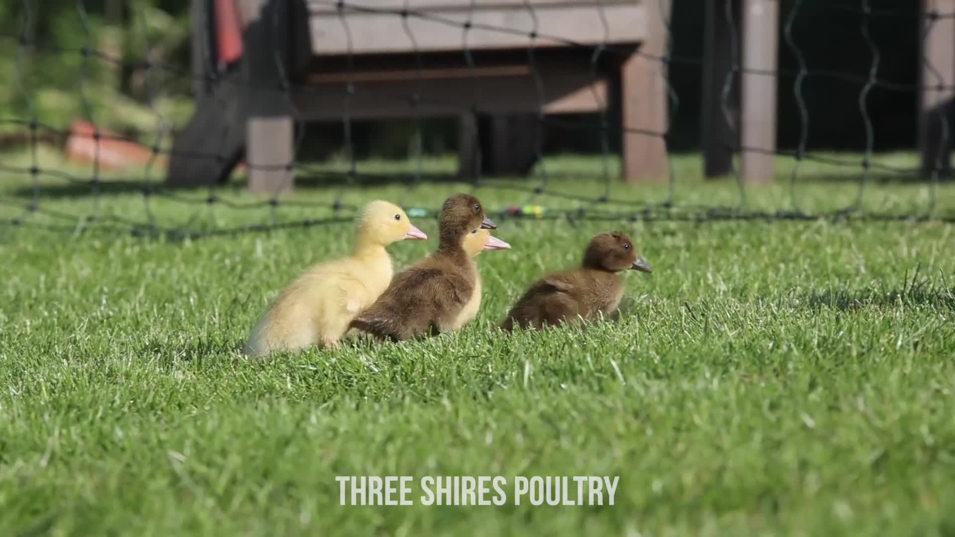 Ducks poultry for sale: Day old ducklings - Cherry valley females - Video 1