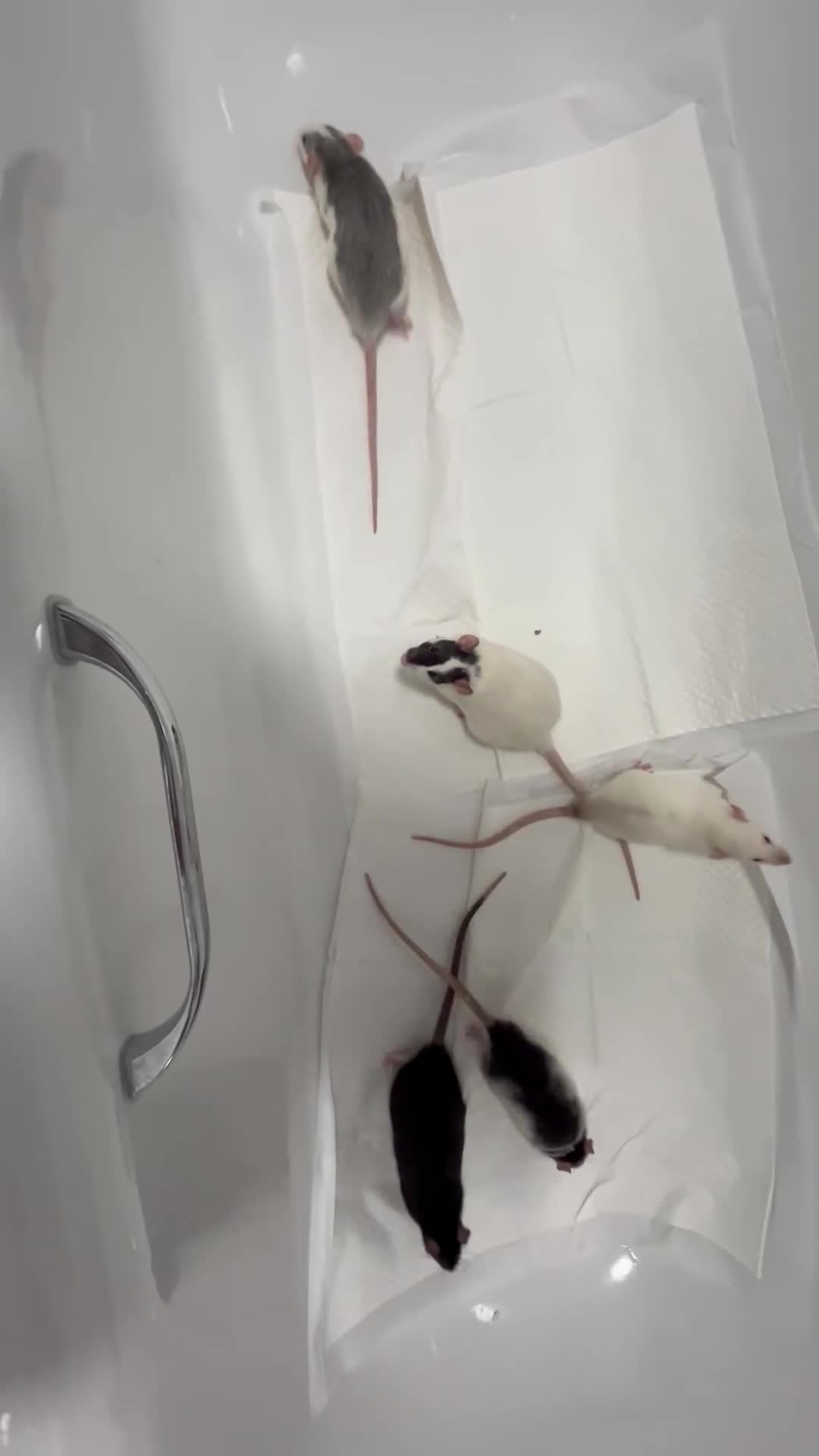 Rat rodents for sale: 3 male rats for rehoming  - Video 1