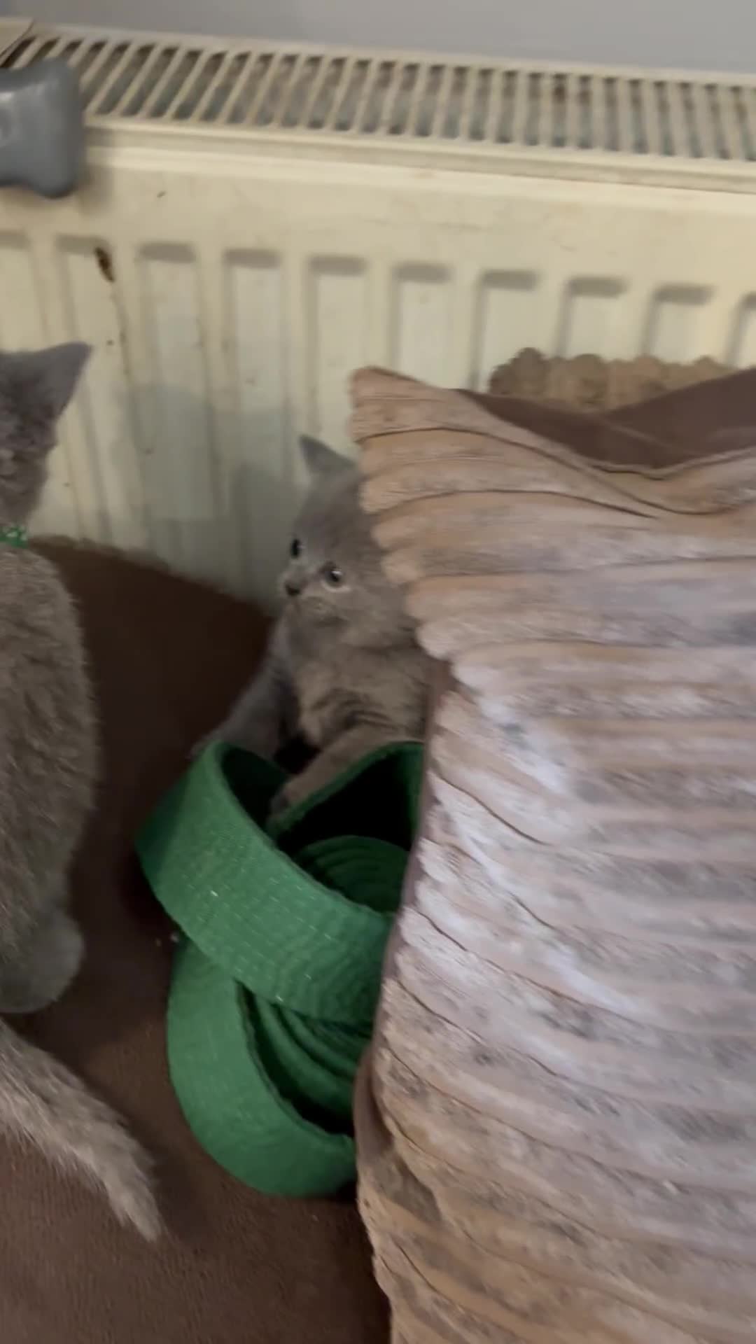 British Shorthair cats for sale: British Shorthair kittens  - Video 2