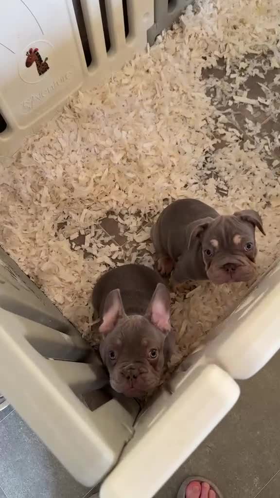 French Bulldog dogs for sale: £650 French bull dog  - Video 4