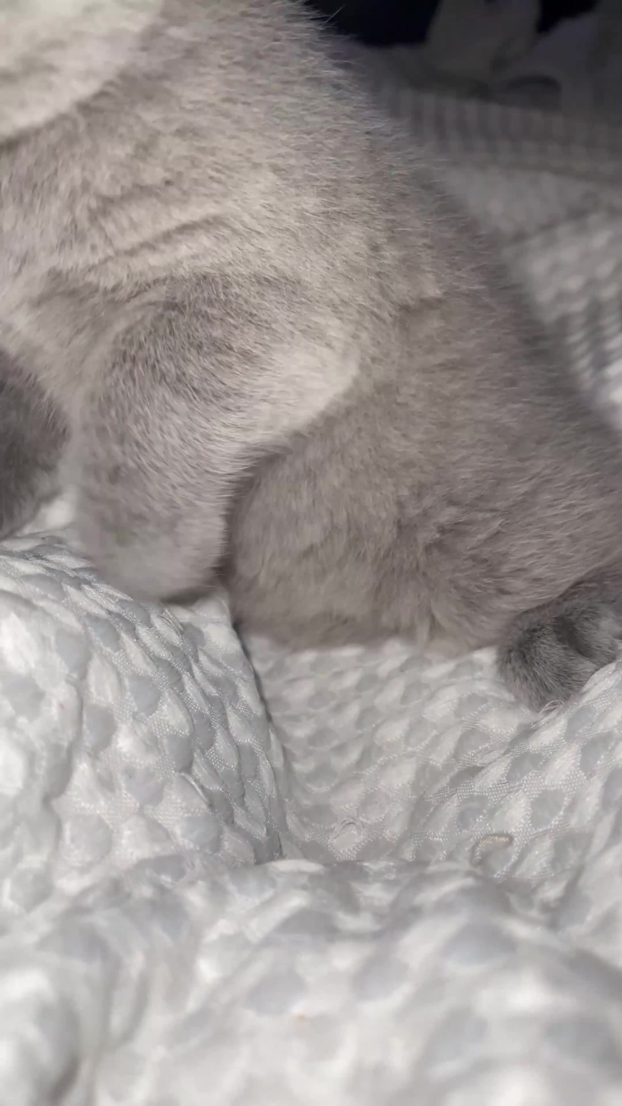 British Shorthair cats for sale: Blue British Shorthairs 2 Boys + 2 Girls - Video 2