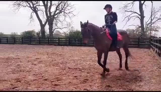 Irish Thoroughbred horses for sale: Easy Going Thoroughbred (Harry) - Video 1