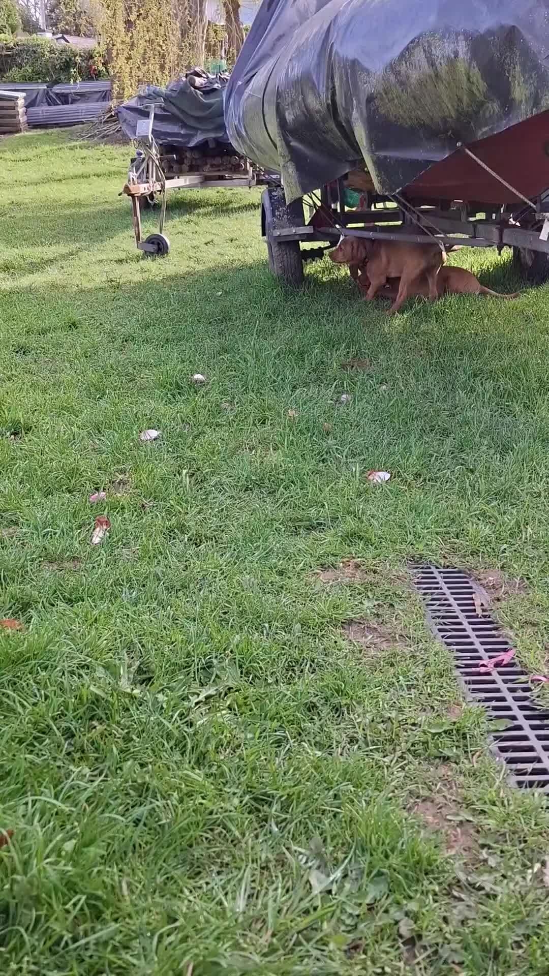 Labrador Retriever dogs for sale: KC Registered Fox Red Labrador Retriever Puppies - Video 3