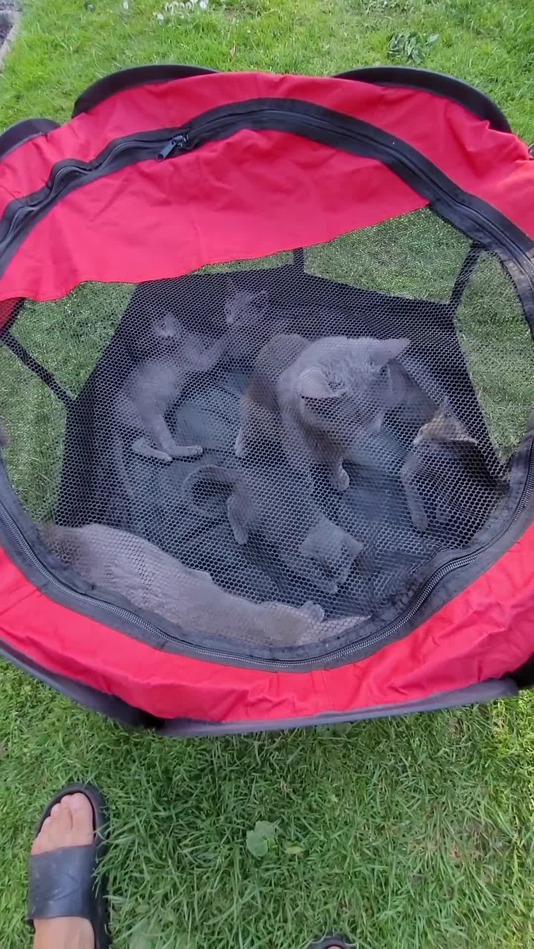 Russian Blue cats for sale: Russian Blue Kittens for sale - Video 2