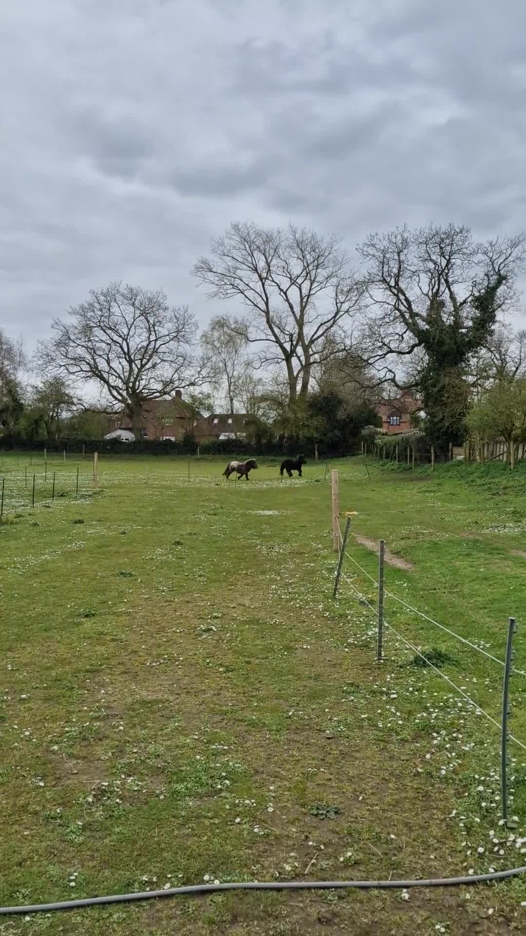 Miniature horses for sale: Dotty- Spellbound Enchanted Dreams - Video 1