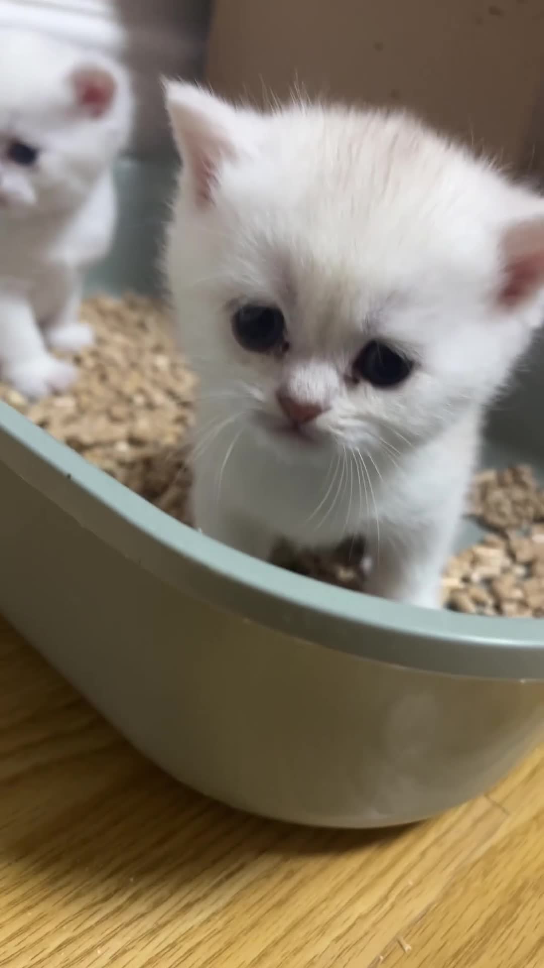 British Shorthair cats for sale: 😻 6 chunky fluffy Kittens available 😻 in Walsall - Video 1