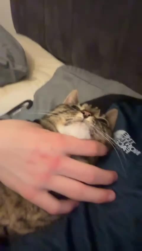 Mixed Breed cats for sale: Tabby cat 🐈 😻  - Video 1