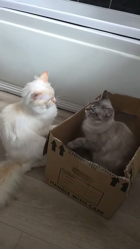 Ragdoll cats for sale: Accidental litter  - Video 1