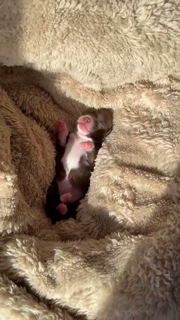 Chihuahua dogs for sale: RKC long haired Chihuahua puppy’s  - Video 1