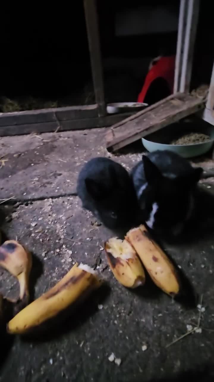 Rex rabbits for sale: They are 5 weeks old so nice baby - Video 3
