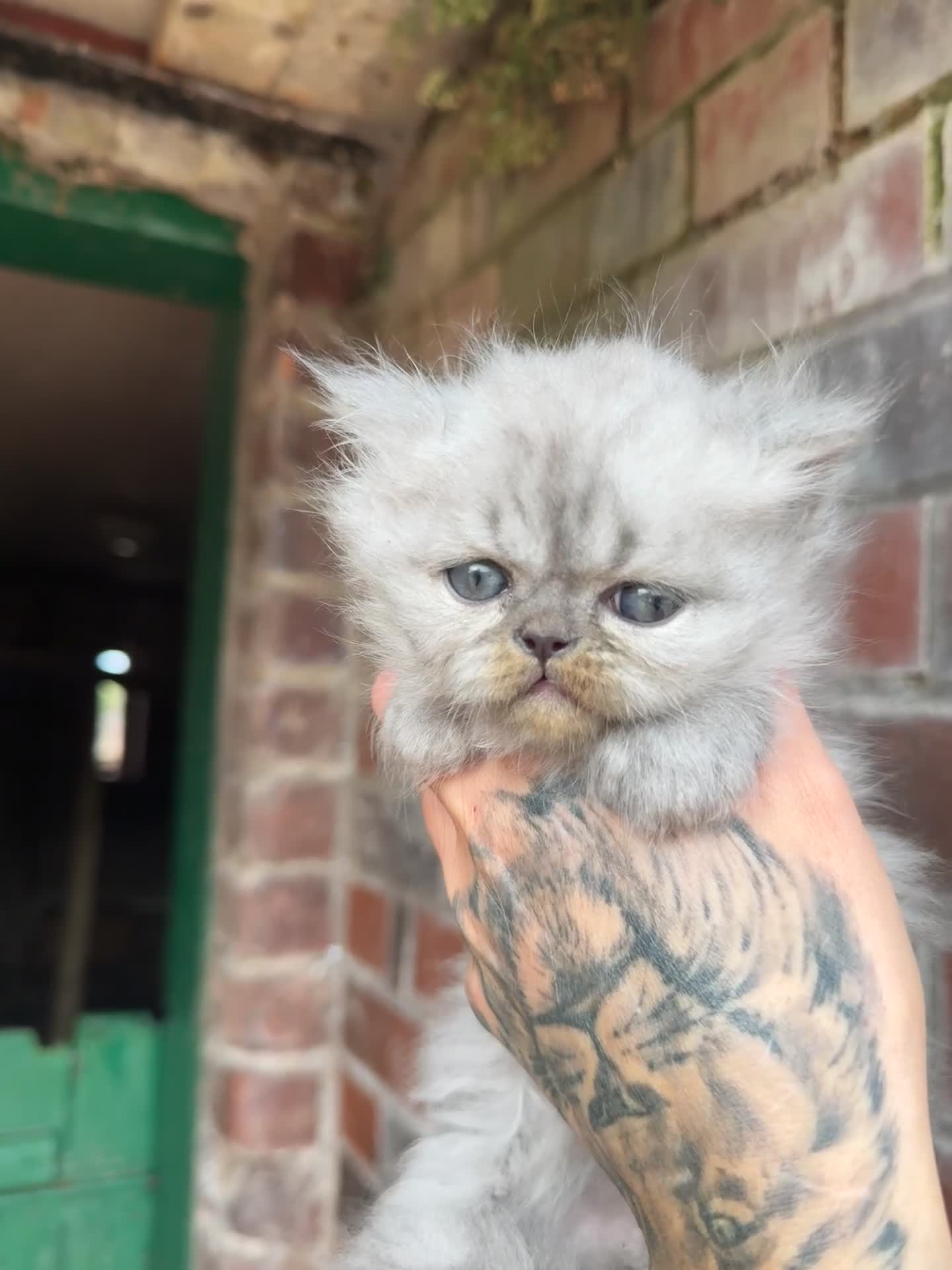 Persian cats for sale: Chinchilla Persians  - Video 3