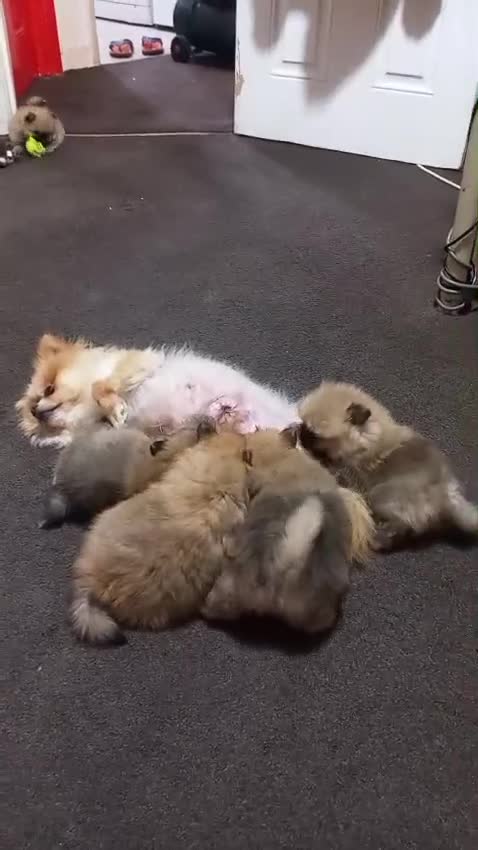 Pomeranian dogs for sale: Pomeranian puppy  - Video 1