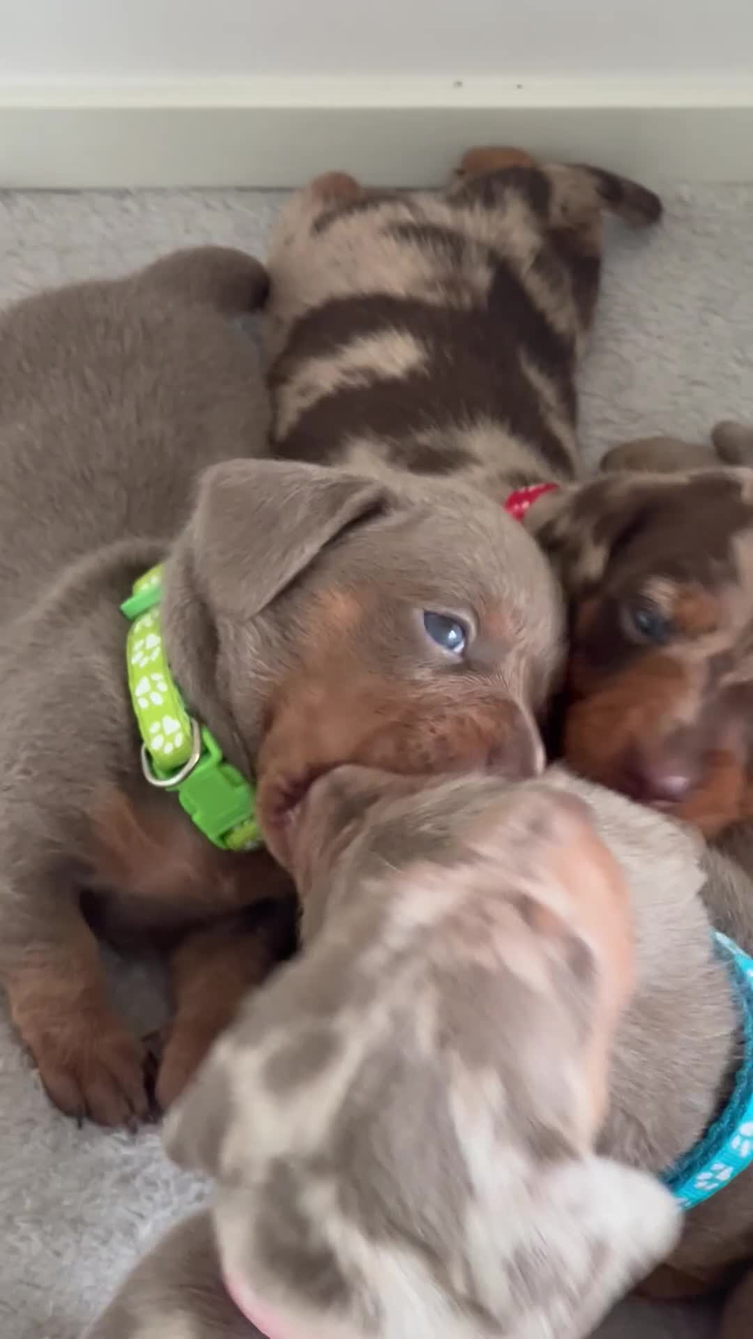 Miniature Dachshund dogs for sale: 🐾KC Miniature Dachshund Puppies 🐾 - Video 2