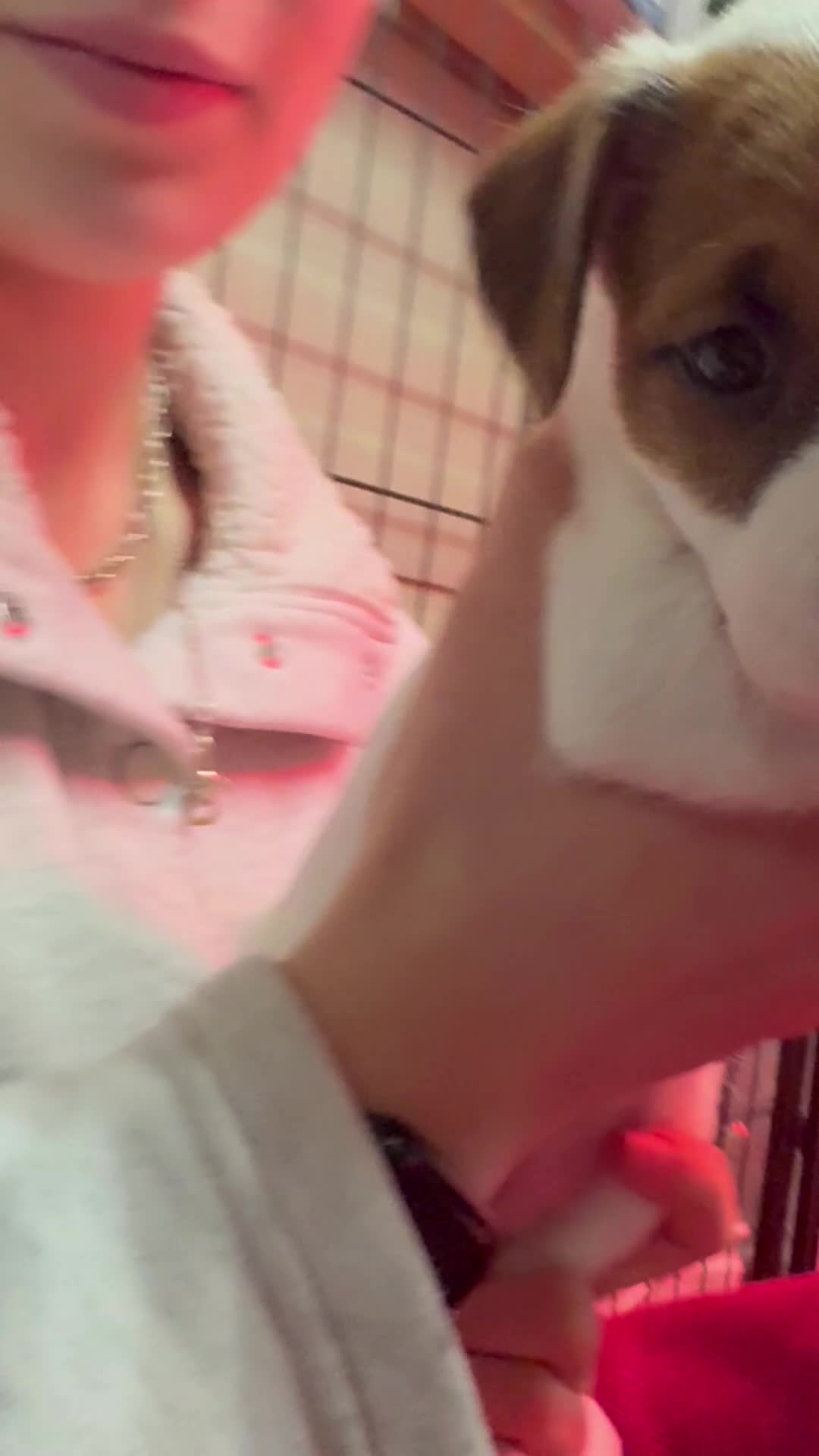 Parson Russell dogs for sale: Exceptional litter of Parson Russell Terrier Pups  - Video 5