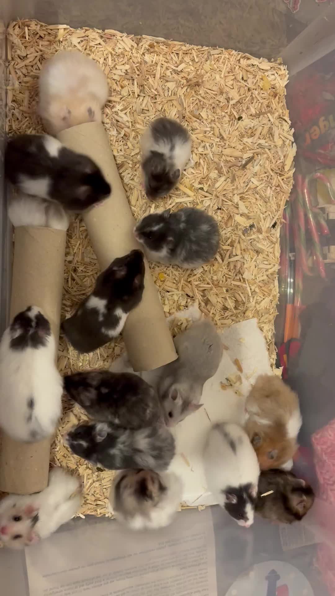 Hamster rodents for sale: Baby hamsters for sale - Video 1