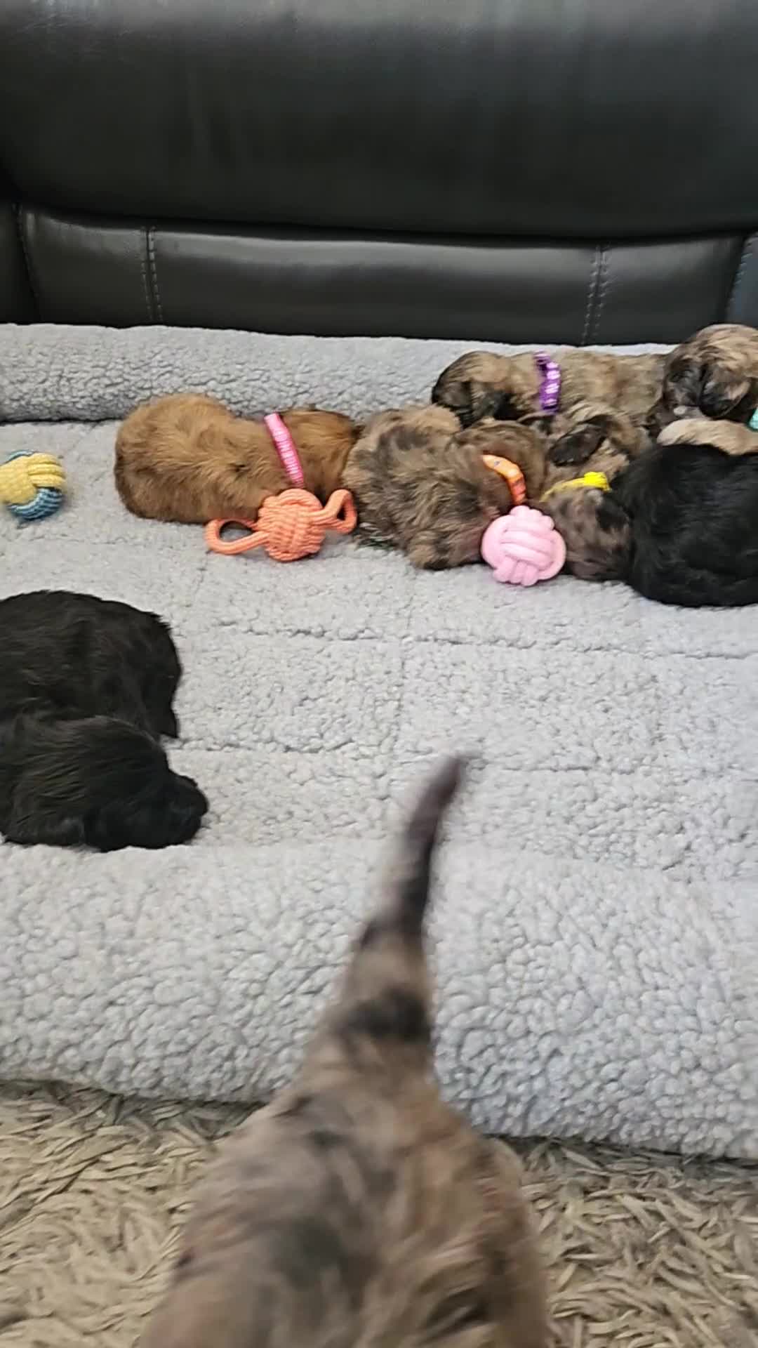Goldendoodle dogs for sale: GOLDENDOODLES - Video 1