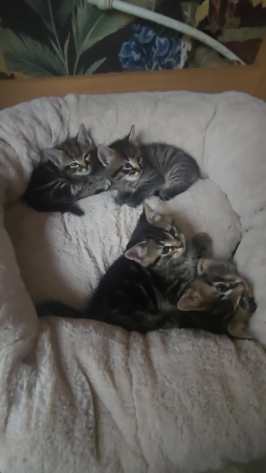Maine Coon cats for sale: Adorable kittens Mixed Maine Coon  - Video 1