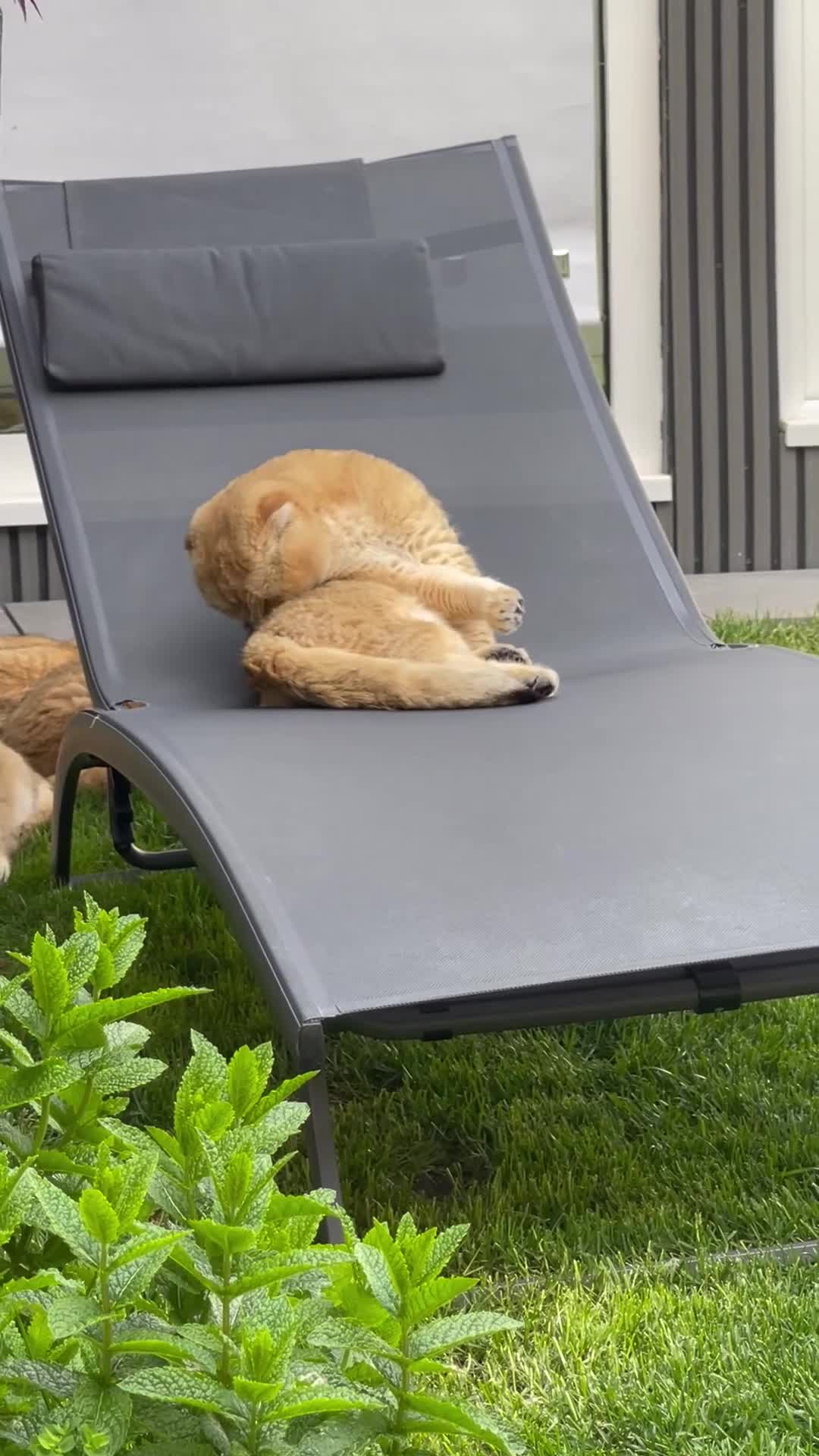 Scottish Fold cats for stud: NY12 CHOCO GOLDEN  SCOTTISH FOLD MALE FOR STUD - Video 1