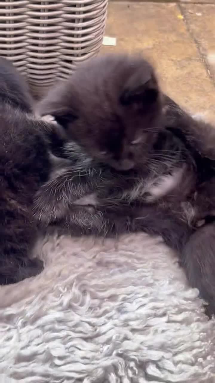 Mixed Breed cats for sale: 6 Kittens for sale - Video 3