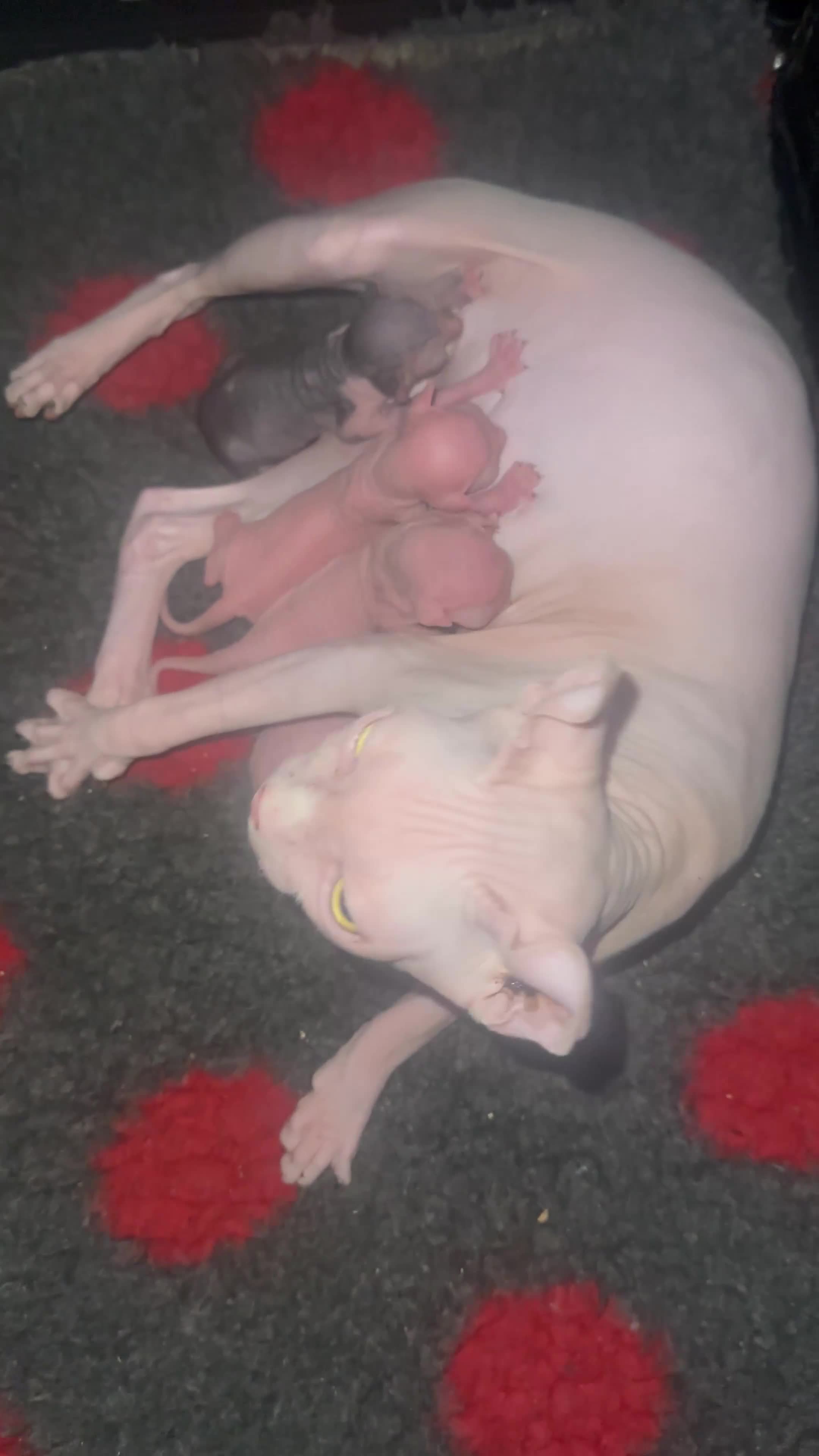 Sphynx cats for sale: ✨ Adorable Elf Sphynx Kittens ✨ - Video 2