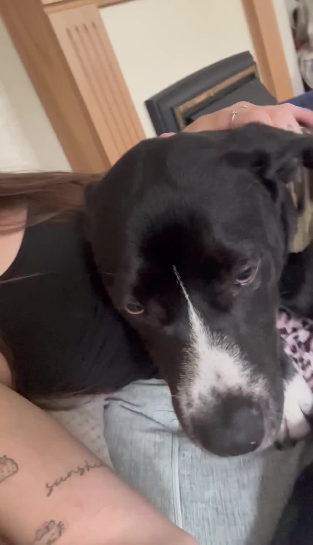Mixed Breed dogs for sale: Bruno needs a new home!  - Video 1
