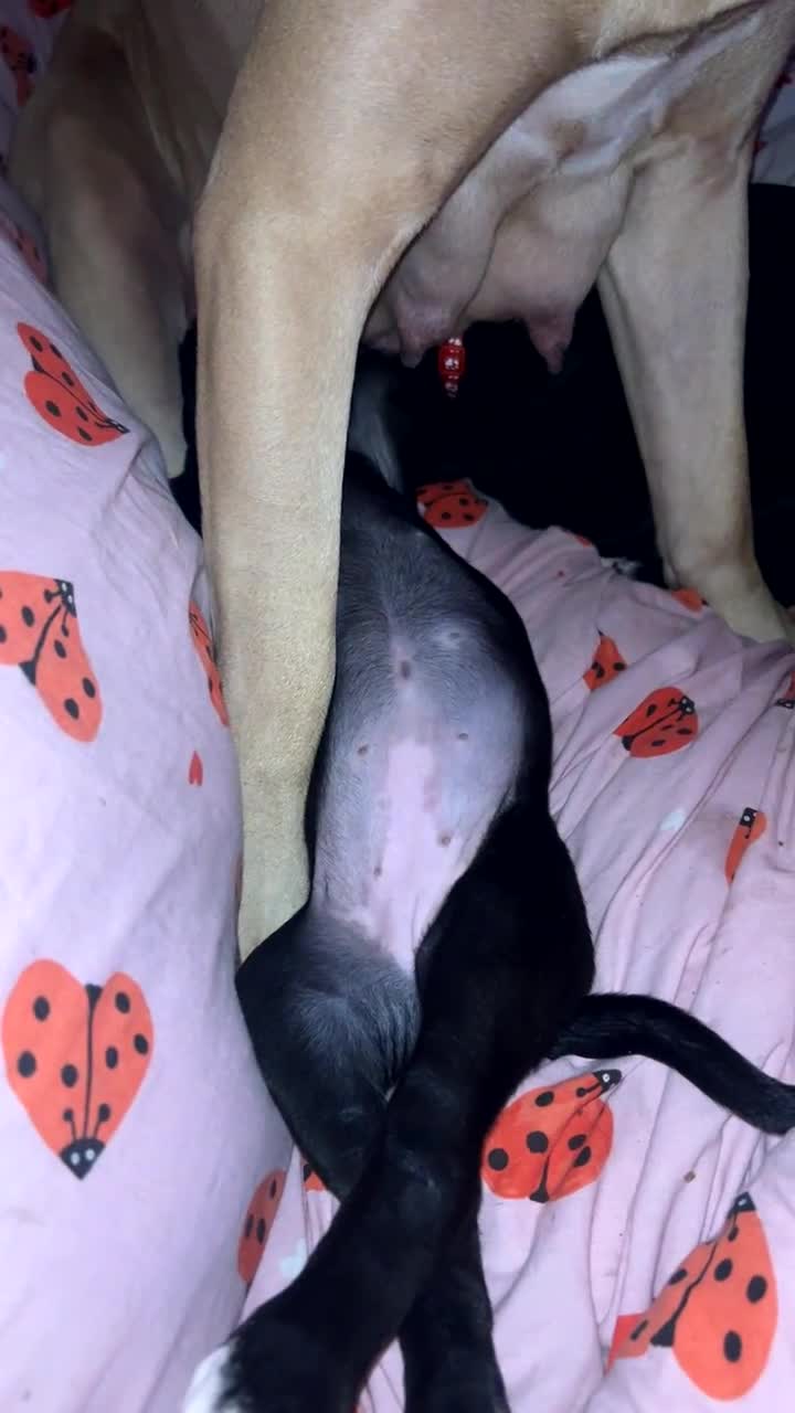 Mixed Breed dogs for sale: Presa canrio/ cane corso   in Wakefield - Video 3