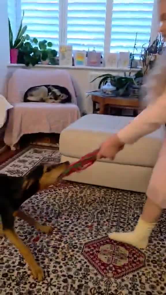 Mixed Breed dogs for adoption: Rosie Bud adorable puppy - Video 1