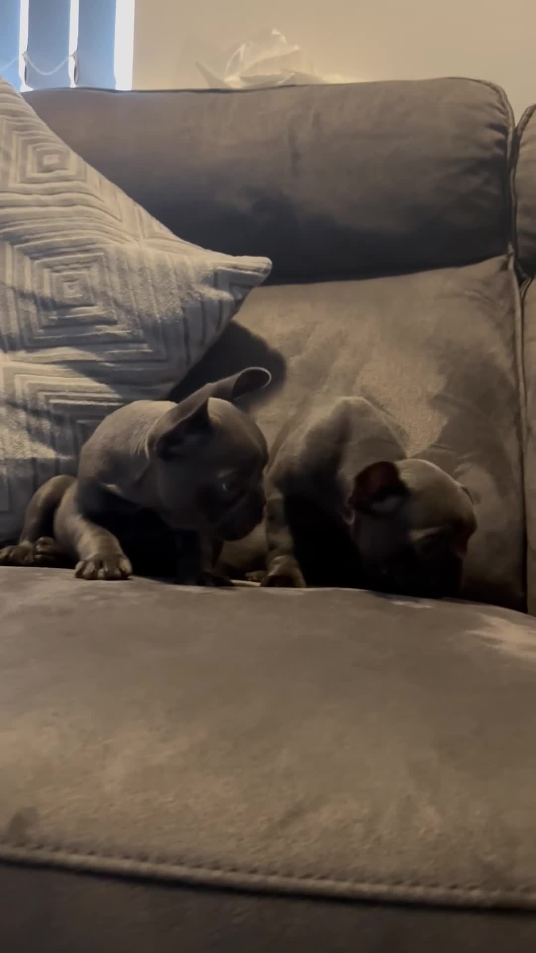 French Bulldog dogs for sale: French bulldogs puppies  - Video 3