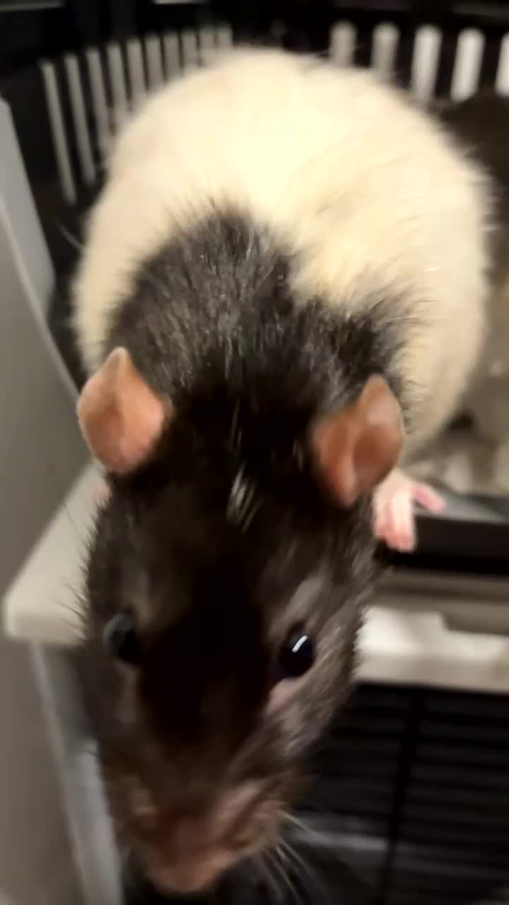 Rat rodents for sale: Basil and bandit  - Video 2