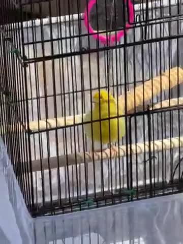 Canaries birds for sale: Canary  - Video 2