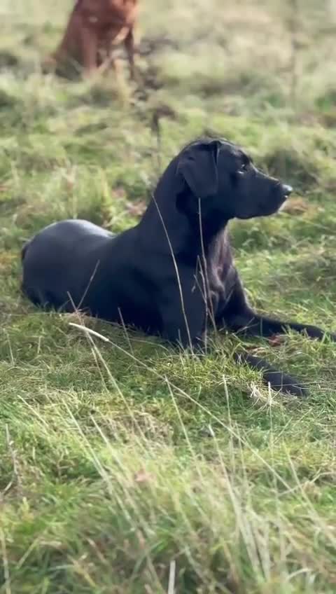 Labrador Retriever dogs for sale: FTCH Pedigree, Heath Tested and Hip and Elbows  - Video 1